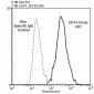 CD74 Antibody